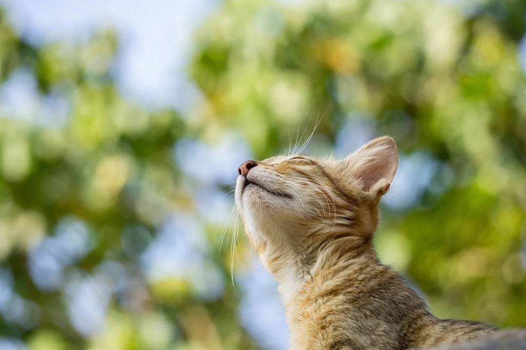 Comment apprendre la propreté à son chaton rapidement ?