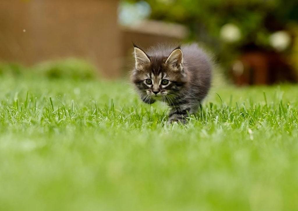 Comment apprendre la propreté à son chaton rapidement &nbsp;?