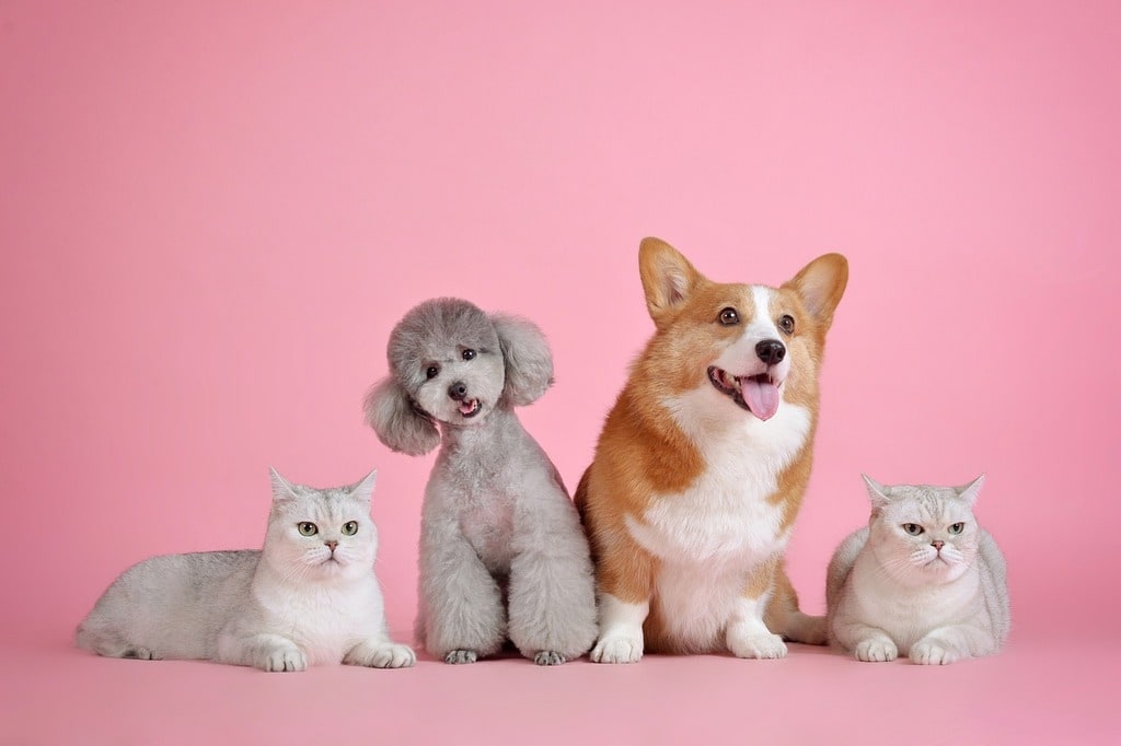 Introduire un second animal dans le foyer sans conflit