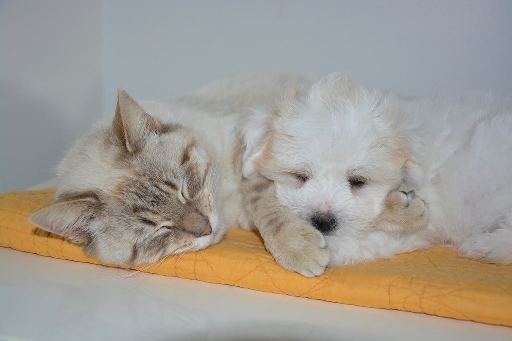 Introduire un second animal dans le foyer sans conflit