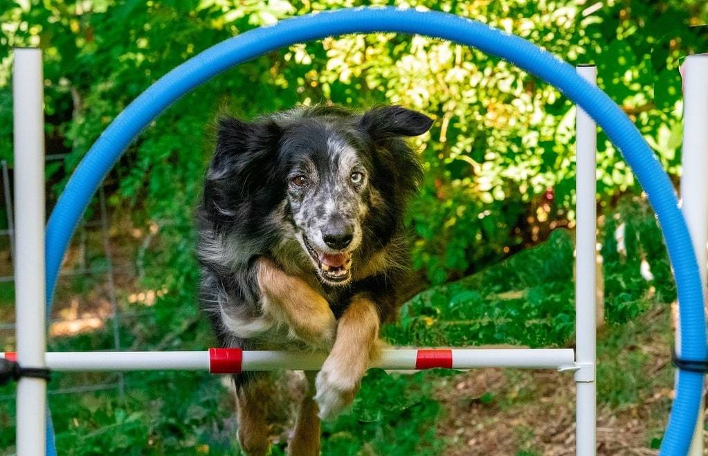 Quels jouets pour stimuler son chien ?